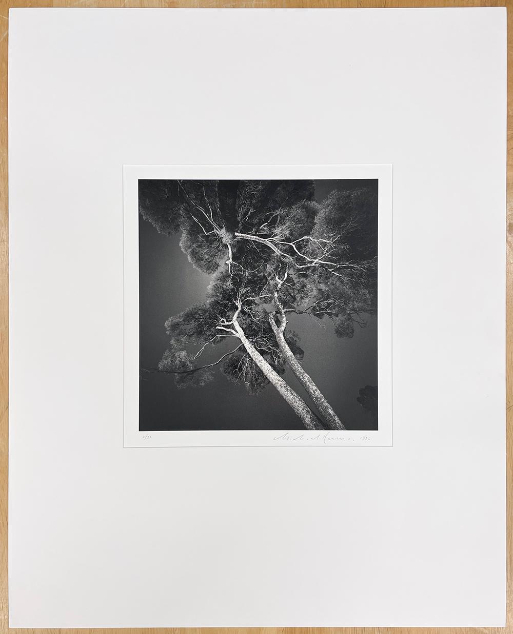 Chateau Valrose, Study 4, Nice, Alpes-Maritimes, France by Michael Kenna presents a dramatic scene. Stark white tree trunks and branches contrast against a dark sky. The branches stretch up into the sky, mimicking the shape of lightening. 

Chateau