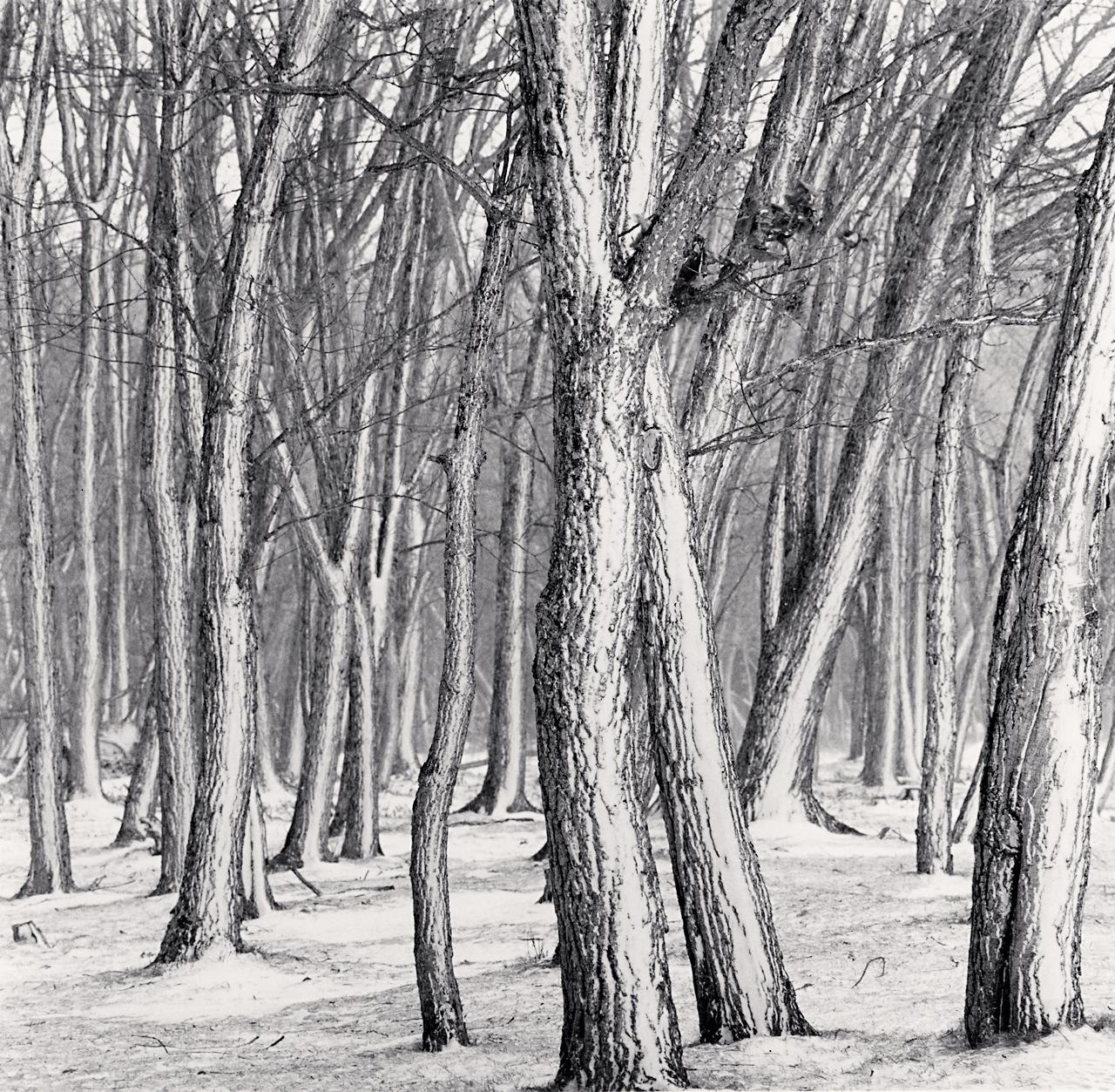 Michael Kenna Black and White Photograph - Daimyo Oak Forest, Hokkaido, Japan 