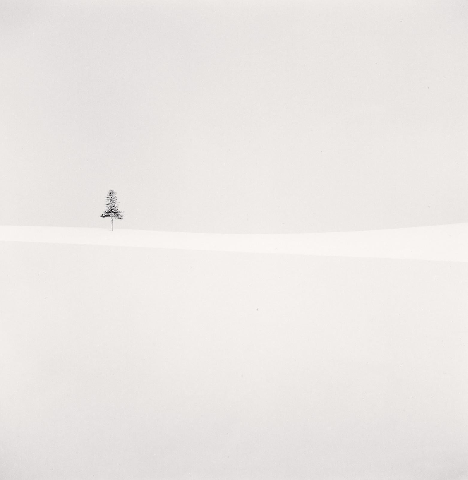 Michael Kenna Black and White Photograph - Delicate Tree, Furano, Hokkaido, Japan