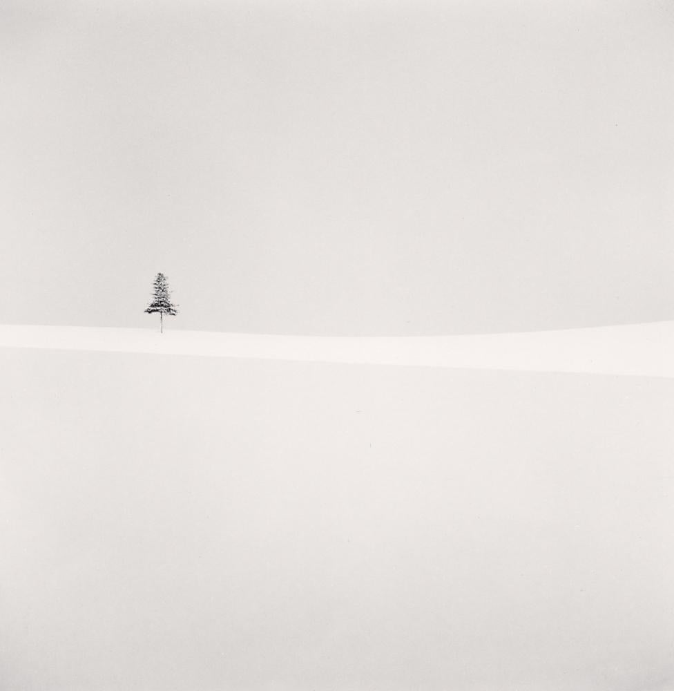 Michael Kenna Black and White Photograph - Delicate Tree, Furano, Hokkaido, Japan