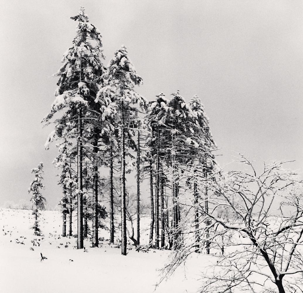 Michael Kenna Black and White Photograph - Ezo Spruce Trees, Hokkaido, Japan