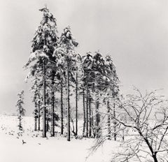 Ezo Spruce Trees, Hokkaido, Japan