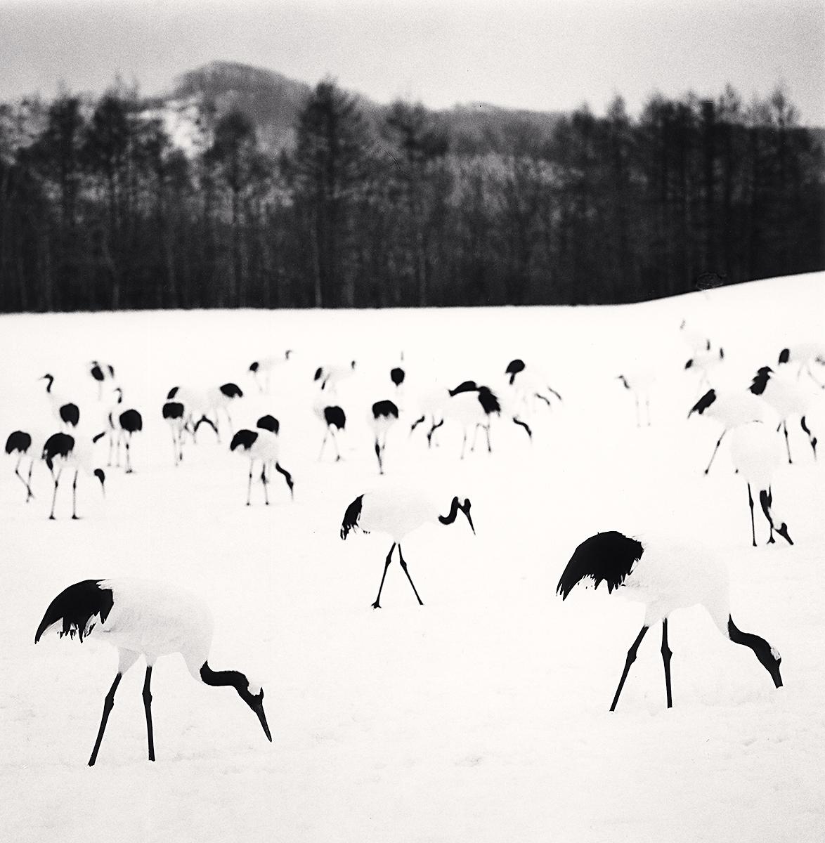 Michael Kenna Black and White Photograph - Flock of Red Crown Cranes, Tsurui, Hokkaido, Japan