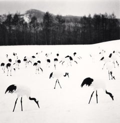 Bandada de grullas corona roja, Tsurui, Hokkaido, Japón