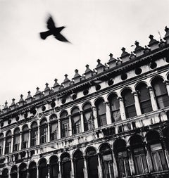 Oiseau volant au-dessus de San Marco, Venise, Italie