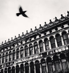 Uccello volante sopra San Marco, Venezia, Italia