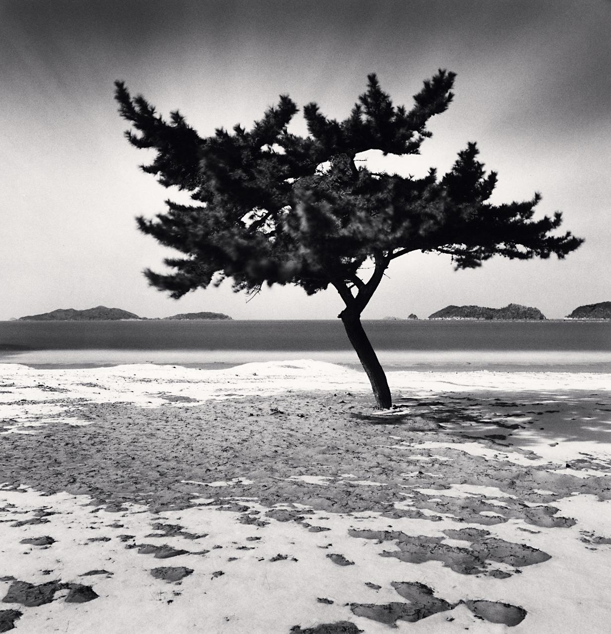 Michael Kenna Landscape Photograph - Galumlee Beach Tree Taean Chungcheongnamdo South Korea, b&w ltd photograph 