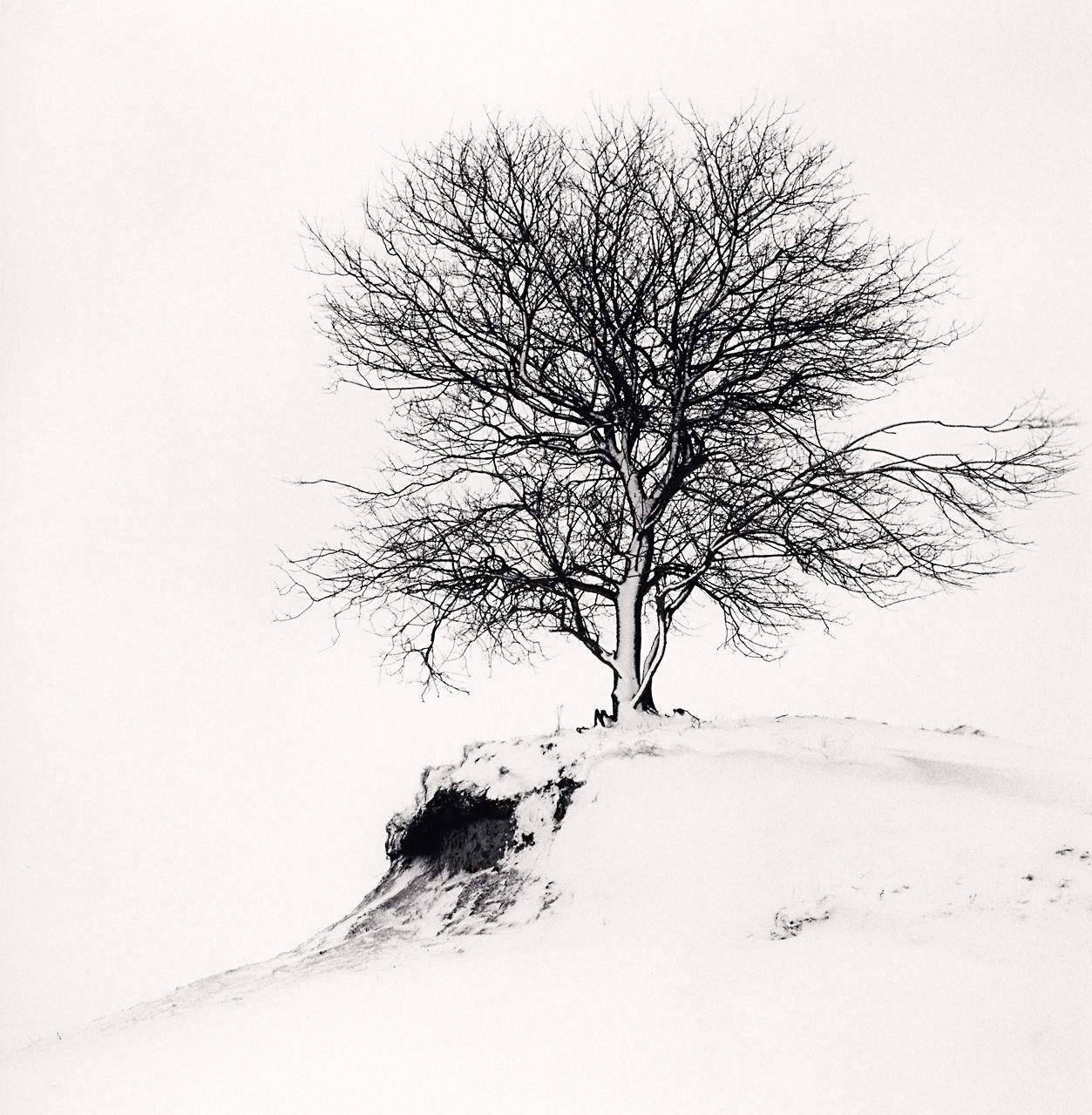 Michael Kenna Landscape Photograph - Hill Edge Tree, Shibecha, Hokkaido, Japan 