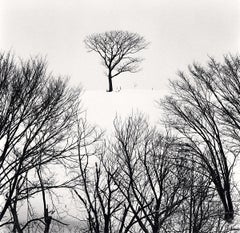 Hurep Hill Trees, Esashi, Hokkaido, Japan by Michael Kenna, 2023