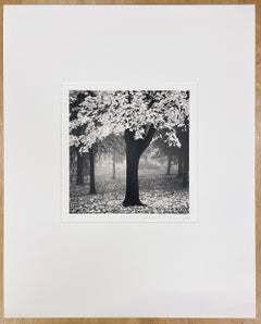 Irving Park Tree, Study 2, Portland, Oregon, USA by Michael Kenna, 2004
