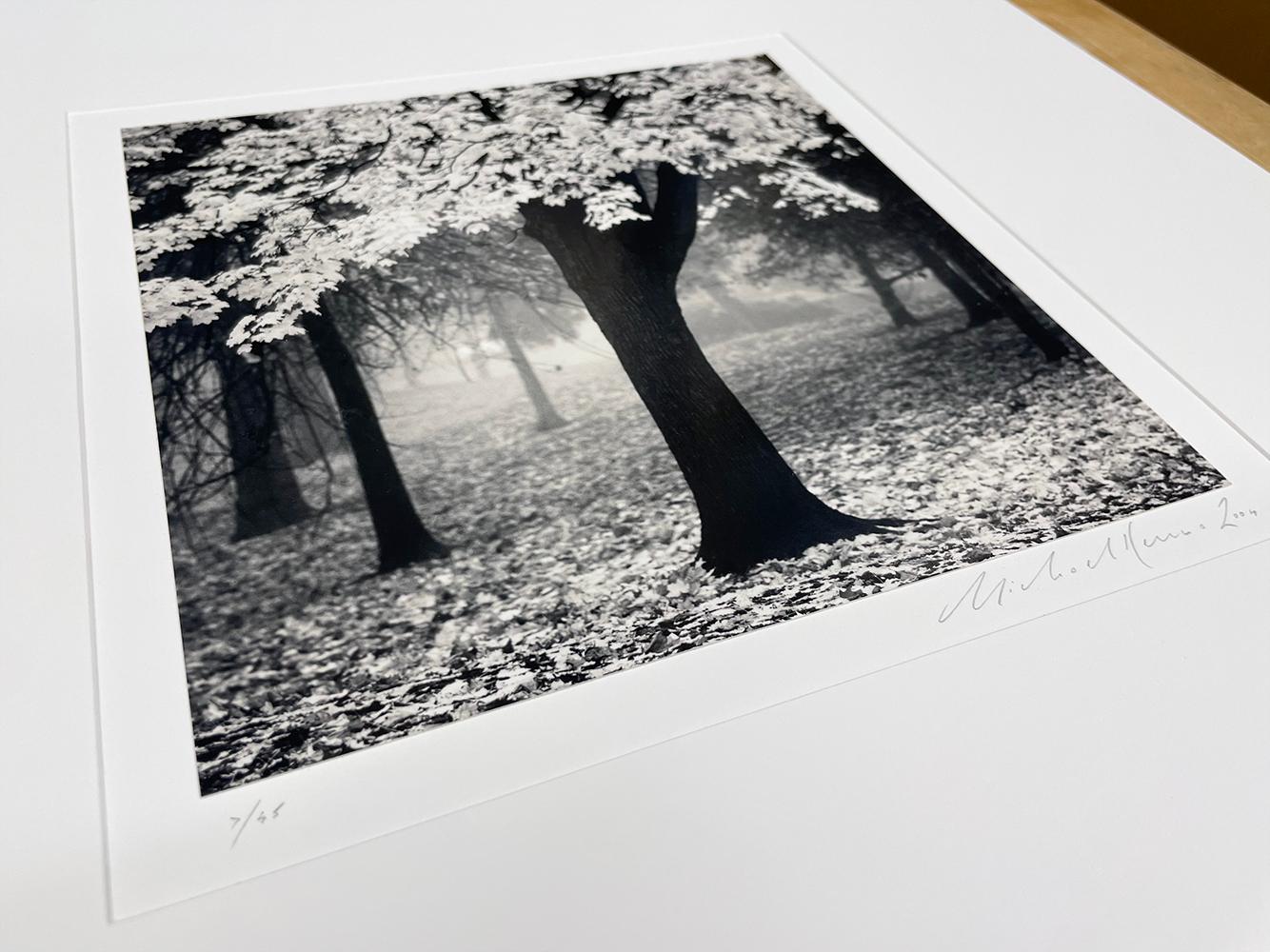 Irving Park Tree, Study 2, Portland, Oregon, USA by Michael Kenna, 2004 For Sale 1