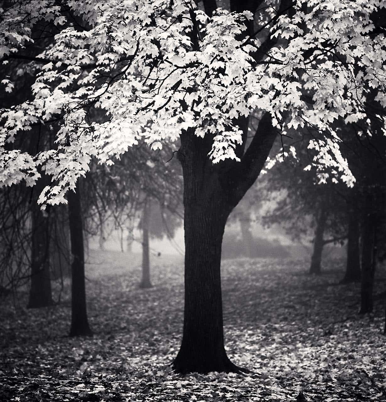 Michael Kenna - Irving Park Tree, Study 2, Portland, Oregon, USA For ...
