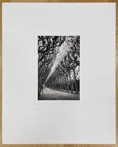 Jardin des Plantes, Studie 1, Paris, Frankreich, von Michael Kenna, 1988