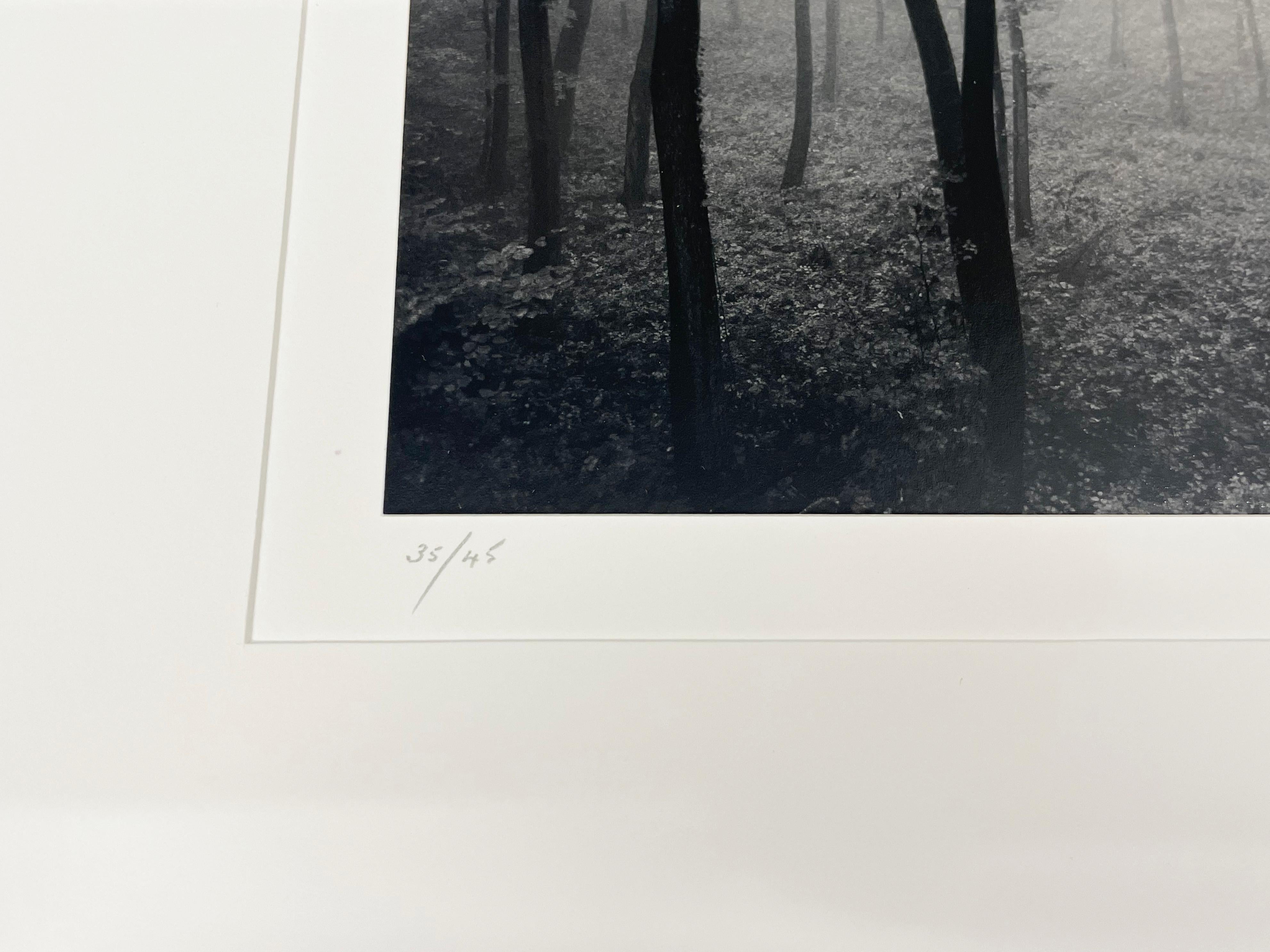 Jura Jura-Wälder, Dornach, Schweiz, Schwarz-Weiß-Fotografie, Silbergelatine im Angebot 1