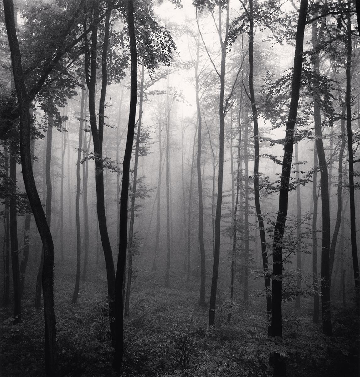 Jura Forest, Dornach, Suisse par Michael Kenna présente une scène forestière dramatique. La forêt dense s'estompe à l'arrière-plan, le brouillard enveloppe les arbres. Les arbres sombres encadrent un chemin qui s'enfonce dans le paysage. 

Jura