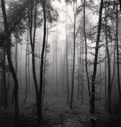 Jura Forest, Dornach, Switzerland by Michael Kenna, 1993, Gelatin Silver Print