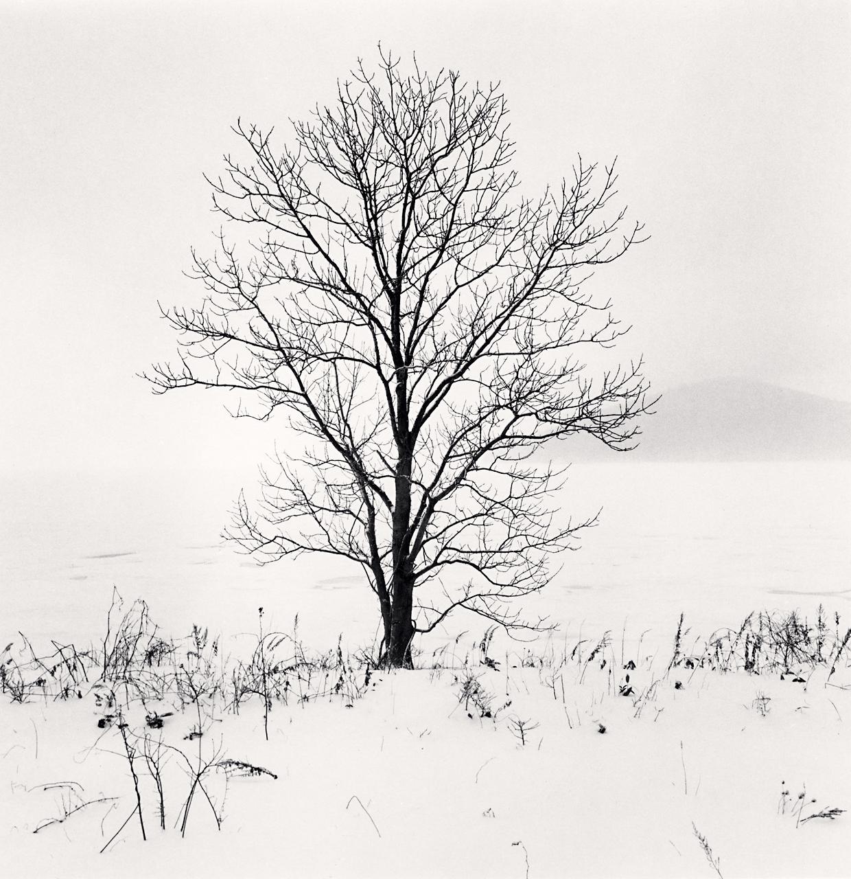 Michael Kenna Landscape Photograph - Kero-ochi Tree Saroma Lake, Hokkaido Japan, limited edition photograph 