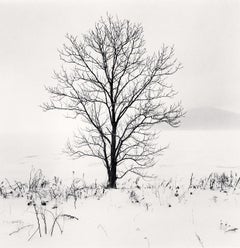 Kero-ochi Tree Saroma Lake, Hokkaido Japan, limited edition photograph 