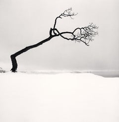 Albero del lago Kussharo, studio 17, Kotan, Hokkaido, Giappone
