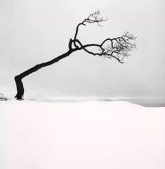 Baum am Kussharo-See, Studie 17, Kotan, Hokkaido, Japan