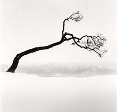 Kussharo Lake Tree, Study no 9, Kotan, Hokkaido, Japan, 2009  - Michael Kenna