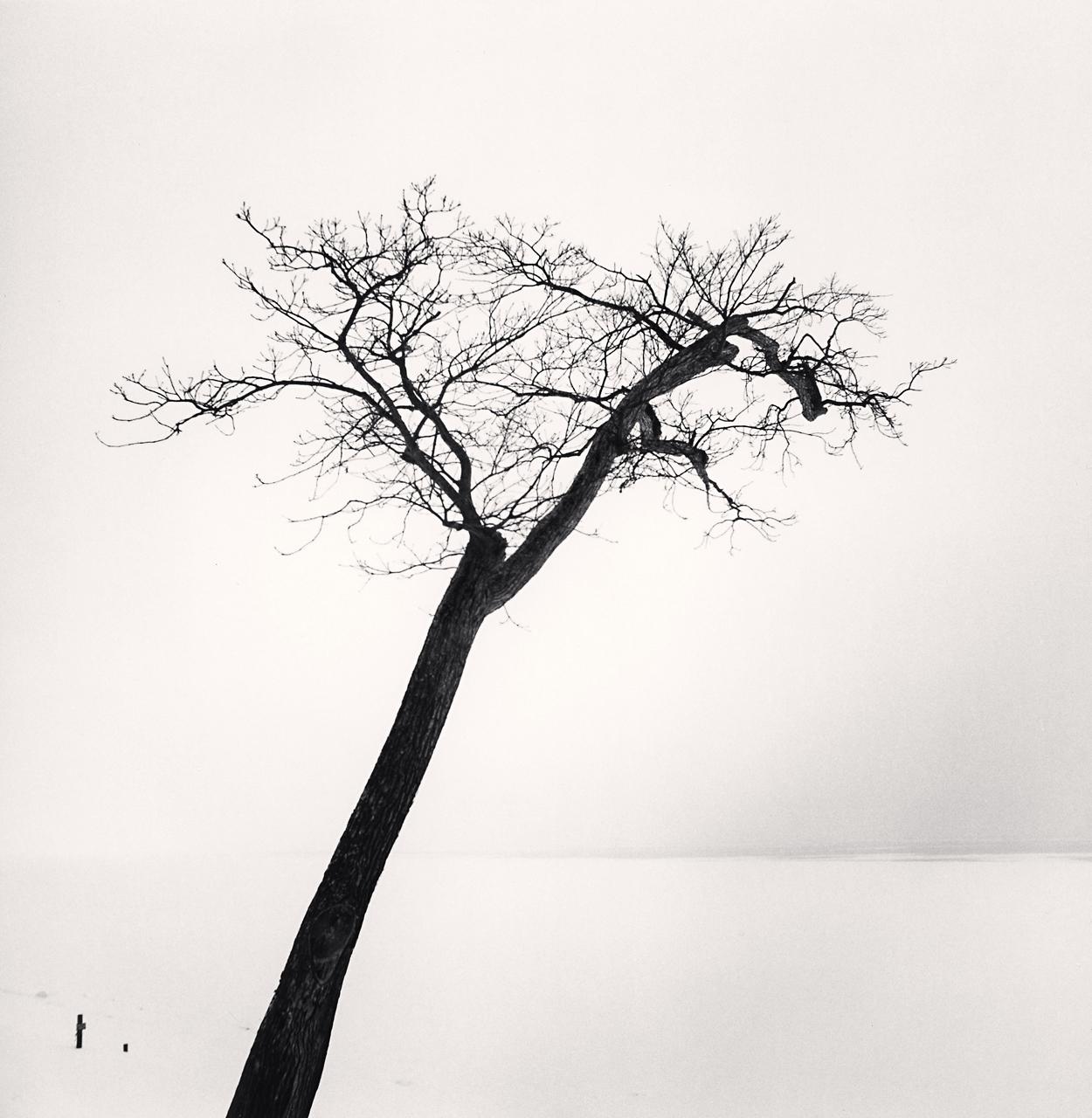 Michael Kenna Black and White Photograph – Saroma-Baum am See, Topushi, Hokkaido, Japan 