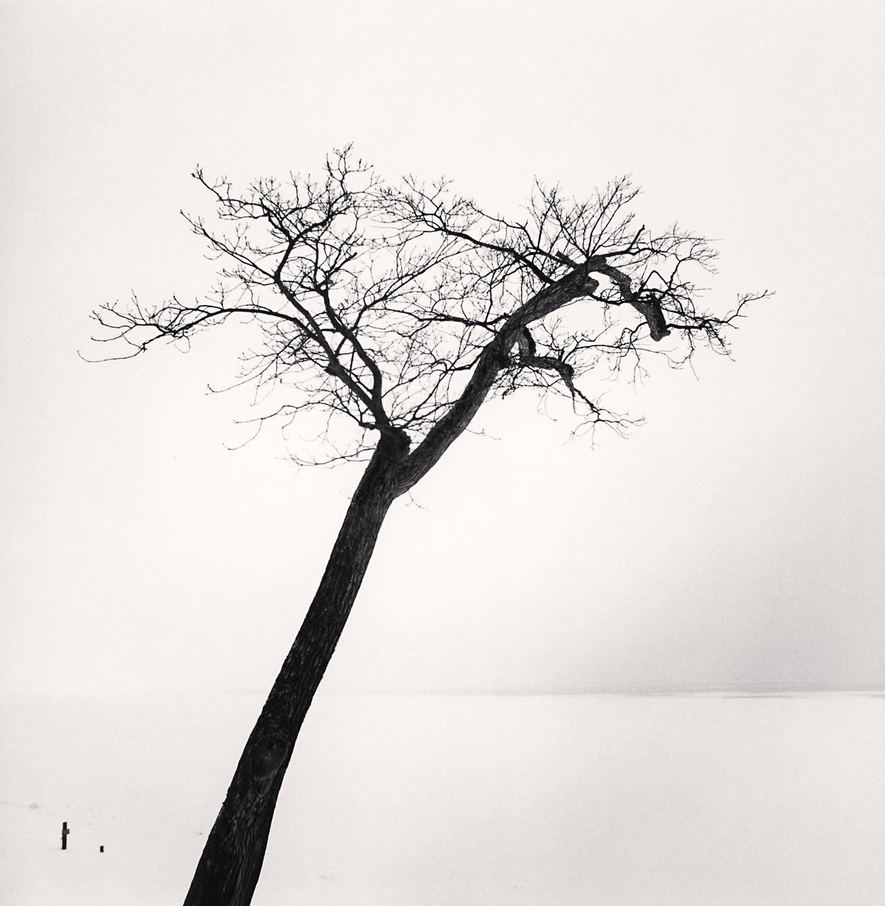 Black and White Photograph di Michael Kenna - Albero del lago Saroma, Topushi, Hokkaido, Giappone