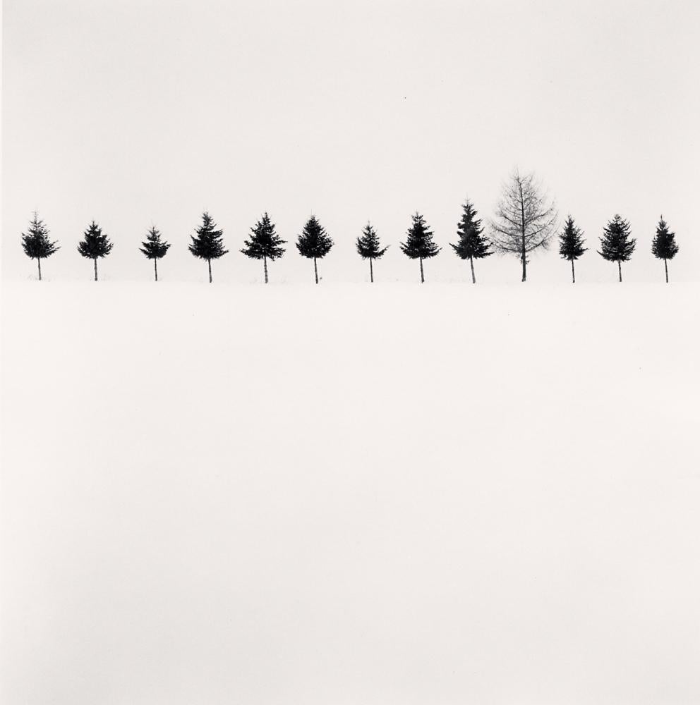 Line of Trees by Michael Kenna is a black and white photograph featuring 13 trees standing in a row against a white background. Most of the trees are smaller, with dense branches, creating a silhouette against the snowy landscape. One tree stands