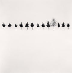 Reihe von Bäumen, Biei, Hokkaido, Japan, von Michael Kenna, 2012 