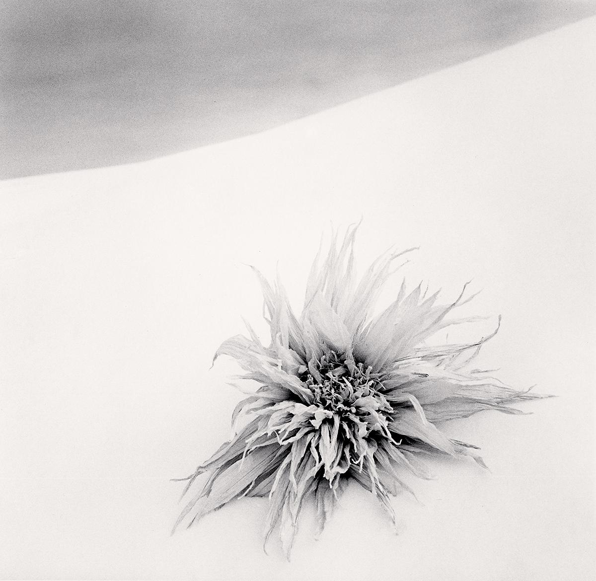 Michael Kenna Black and White Photograph – Washi-Blumen von Maki's, Studie 4, Hokkaido, Japan