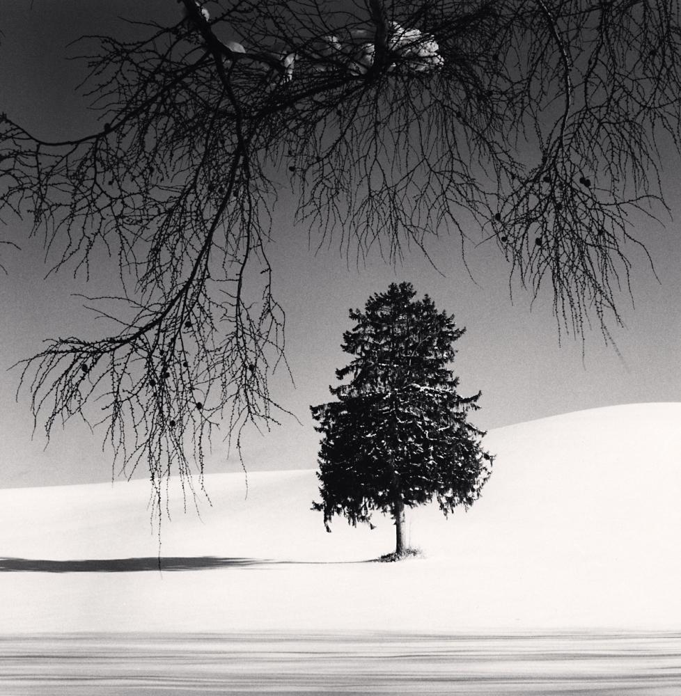 Michael Kenna Black and White Photograph - Norway Spruce Tree, Hokkaido, Japan