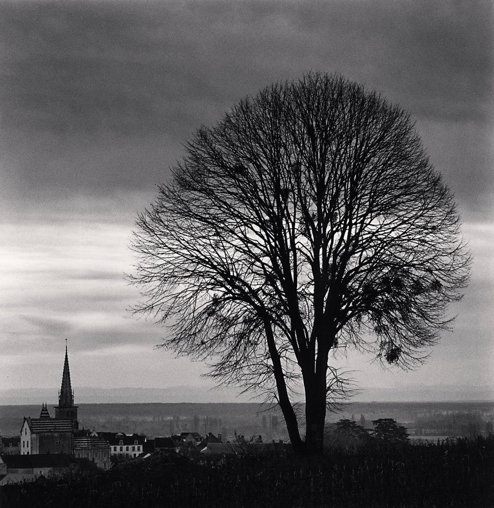 Michael Kenna Landscape Photograph - Olivia's Tree, Study 1, Meursault, Bourgogne, France