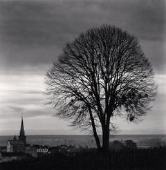 Olivia Olivias Baum, Studie 1, Meursault, Bourgogne, Frankreich