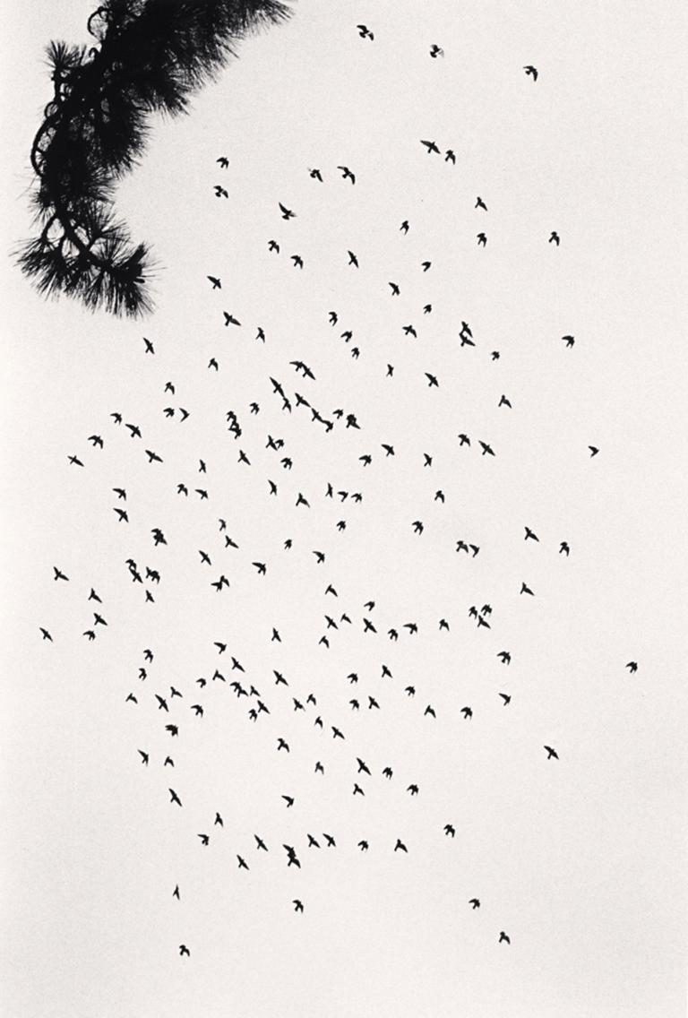 Michael Kenna Landscape Photograph - Four Hundred and Seventy Five Birds, San Francisco, USA