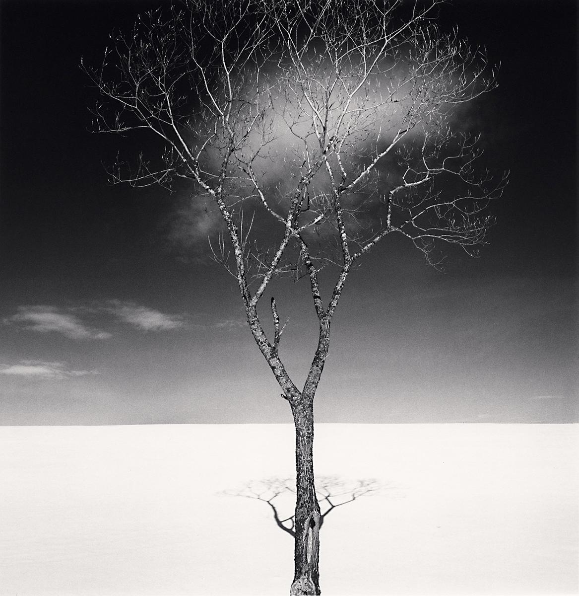 Onishi-Baum Schatten und Wolken, Studie 2, Hokkaido, Japan, von Michael Kenna, 2023