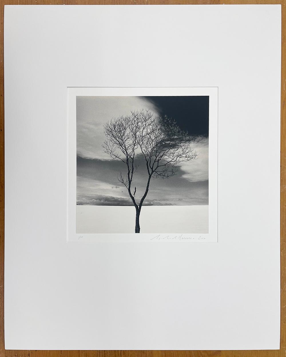 Onishi-Baum, Studie 3, Hokkaido, Japan - Wolken, minimalistisch, kontrastreich – Photograph von Michael Kenna