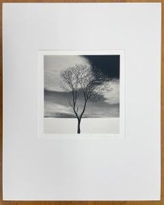 Onishi-Baum, Studie 3, Hokkaido, Japan - Wolken, minimalistisch, kontrastreich