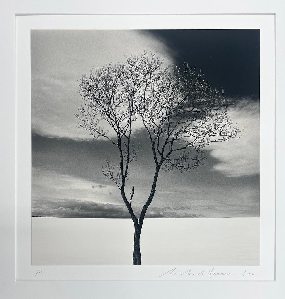 Onishi-Baum, Studie 3, Hokkaido, Japan - Wolken, minimalistisch, kontrastreich (Zeitgenössisch), Photograph, von Michael Kenna