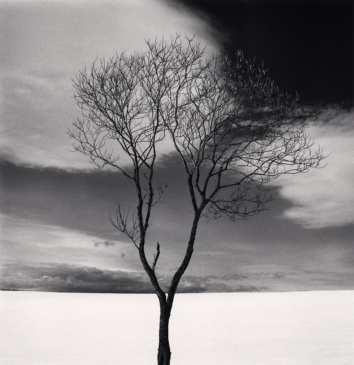 Michael Kenna Landscape Photograph – Onishi-Baum, Studie 3, Hokkaido, Japan - Wolken, minimalistisch, kontrastreich