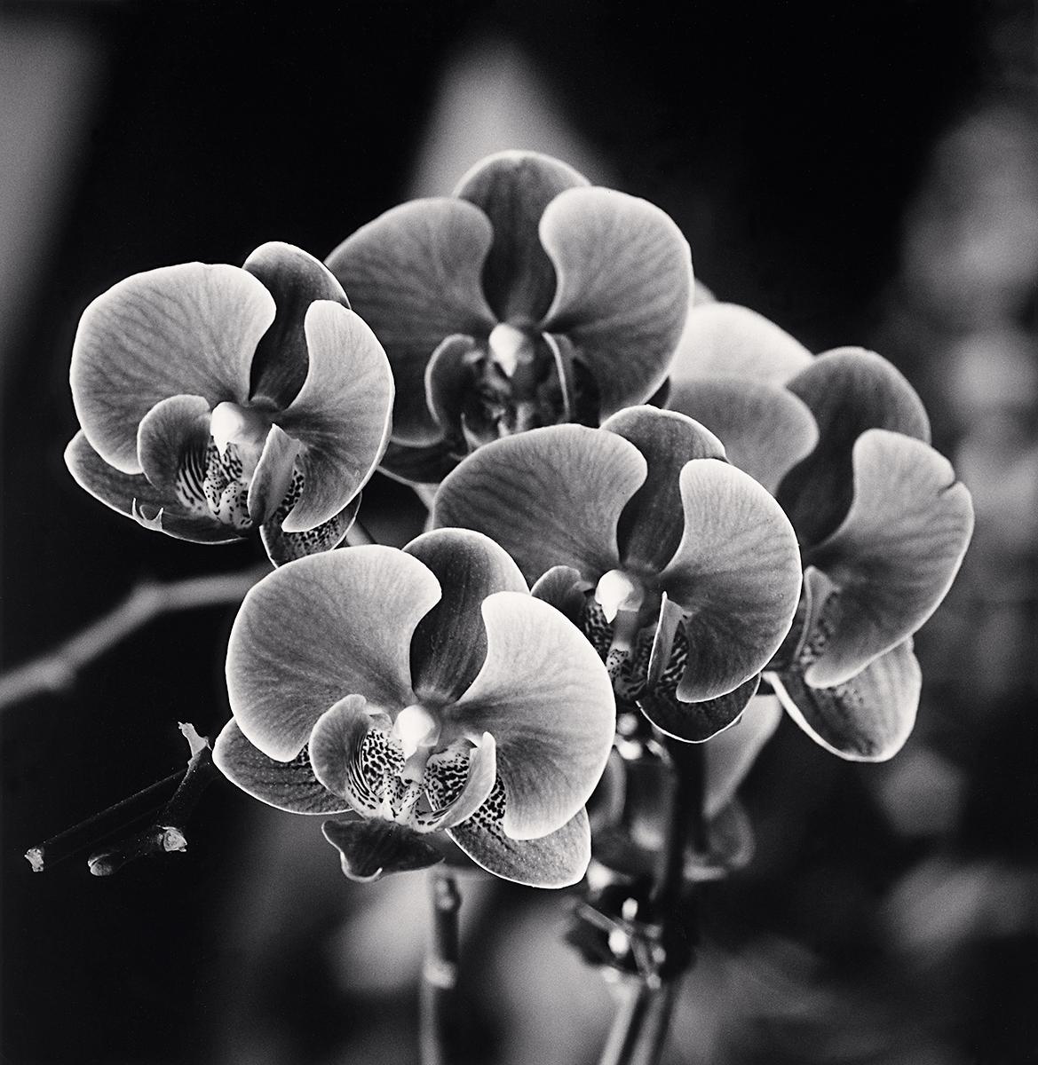 Landscape Photograph de Michael Kenna - Ofrendas de orquídeas, Pagoda But That, Bak Ninh, Vietnam