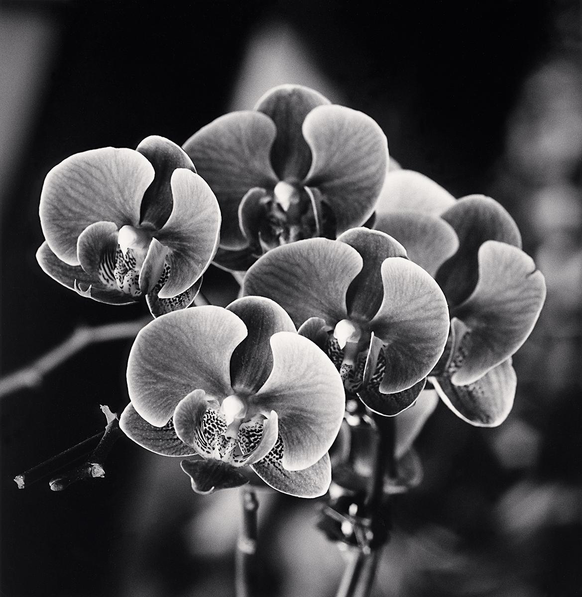 Michael Kenna Landscape Photograph - Orchid Offerings, But That Pagoda, Bak Ninh, Vietnam