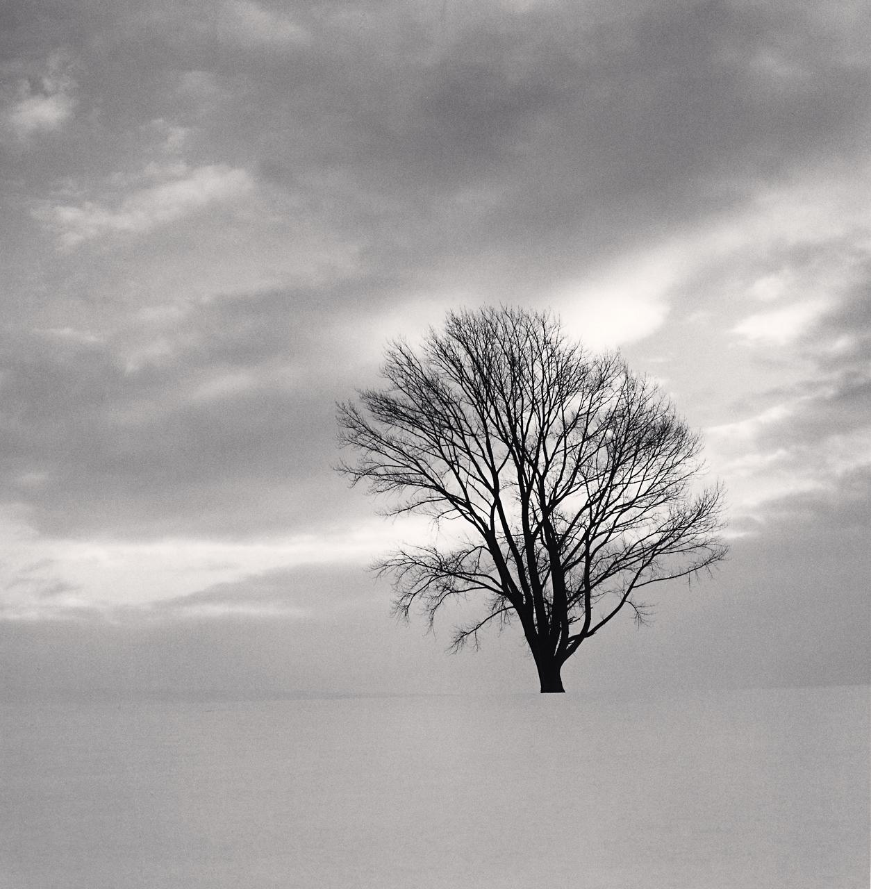 Michael Kenna Landscape Photograph – Philosophenbaum, Studie 6, Biei, Hokkaido, Japan 