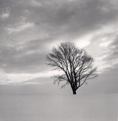 Philosopher’s Tree, Study 7, Biei, Hokkaido, Japan, limited edition photograph 
