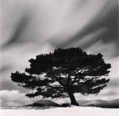 Pin et nuages de neige, Goseong-ri, ville de Jeju, Corée du Sud. 2025