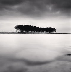 Pine Trees, Study 4, Wolcheon, Gangwondo, South Korea,  silver gelatin print 