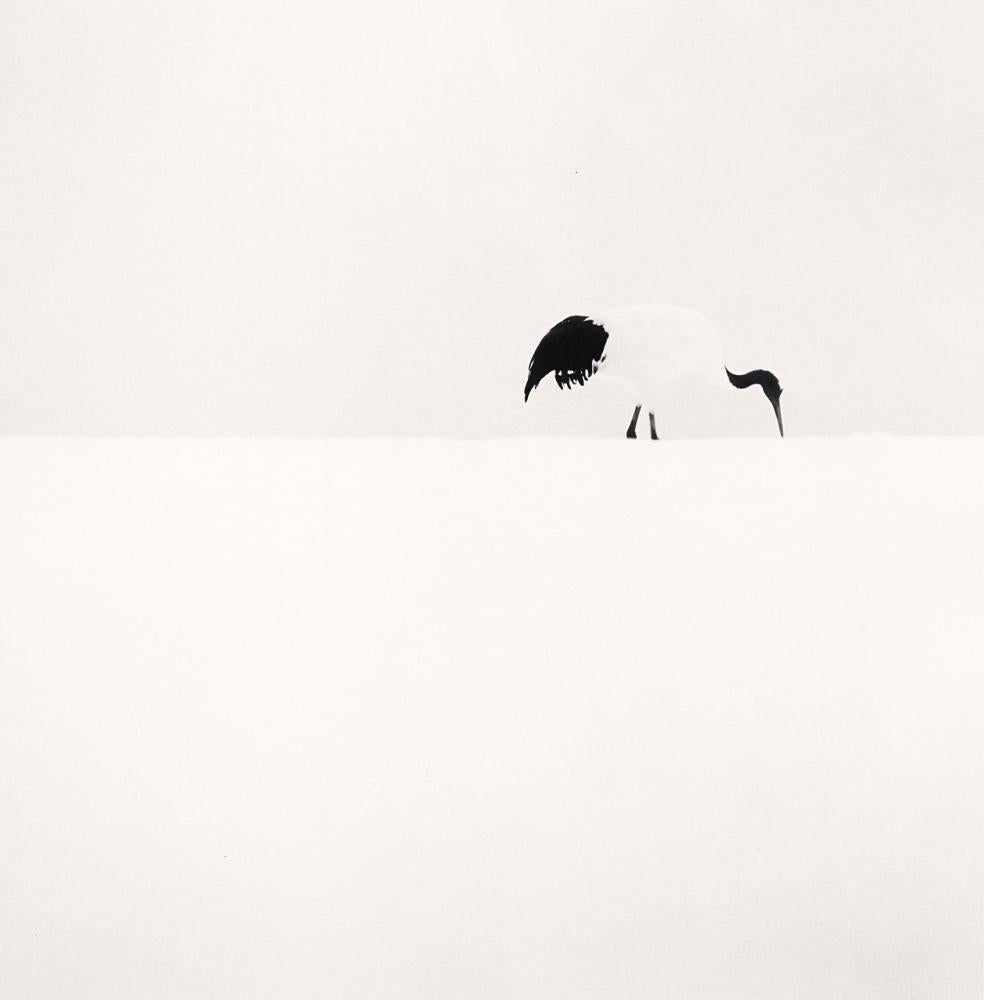 Michael Kenna Black and White Photograph - Red Crown Crane Feeding, Tsurui, Hokkaido, Japan