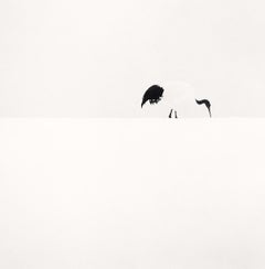 Red Crown Crane Feeding, Tsurui, Hokkaido, Japan, limited edition photograph