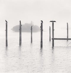 Seven Cormorants, Florida, USA