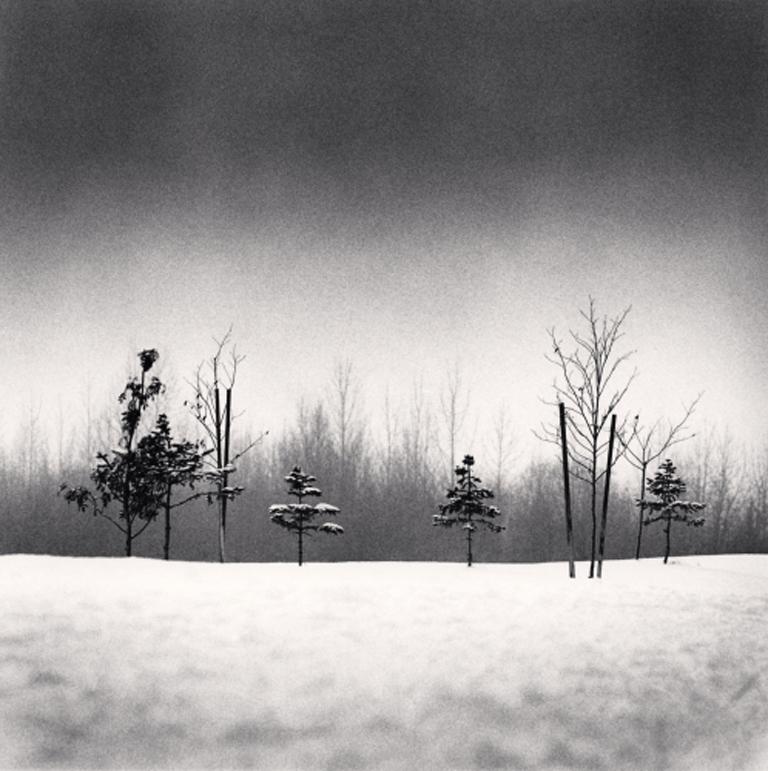 Michael Kenna Black and White Photograph - Small Trees, Anchorage, Alaska, USA
