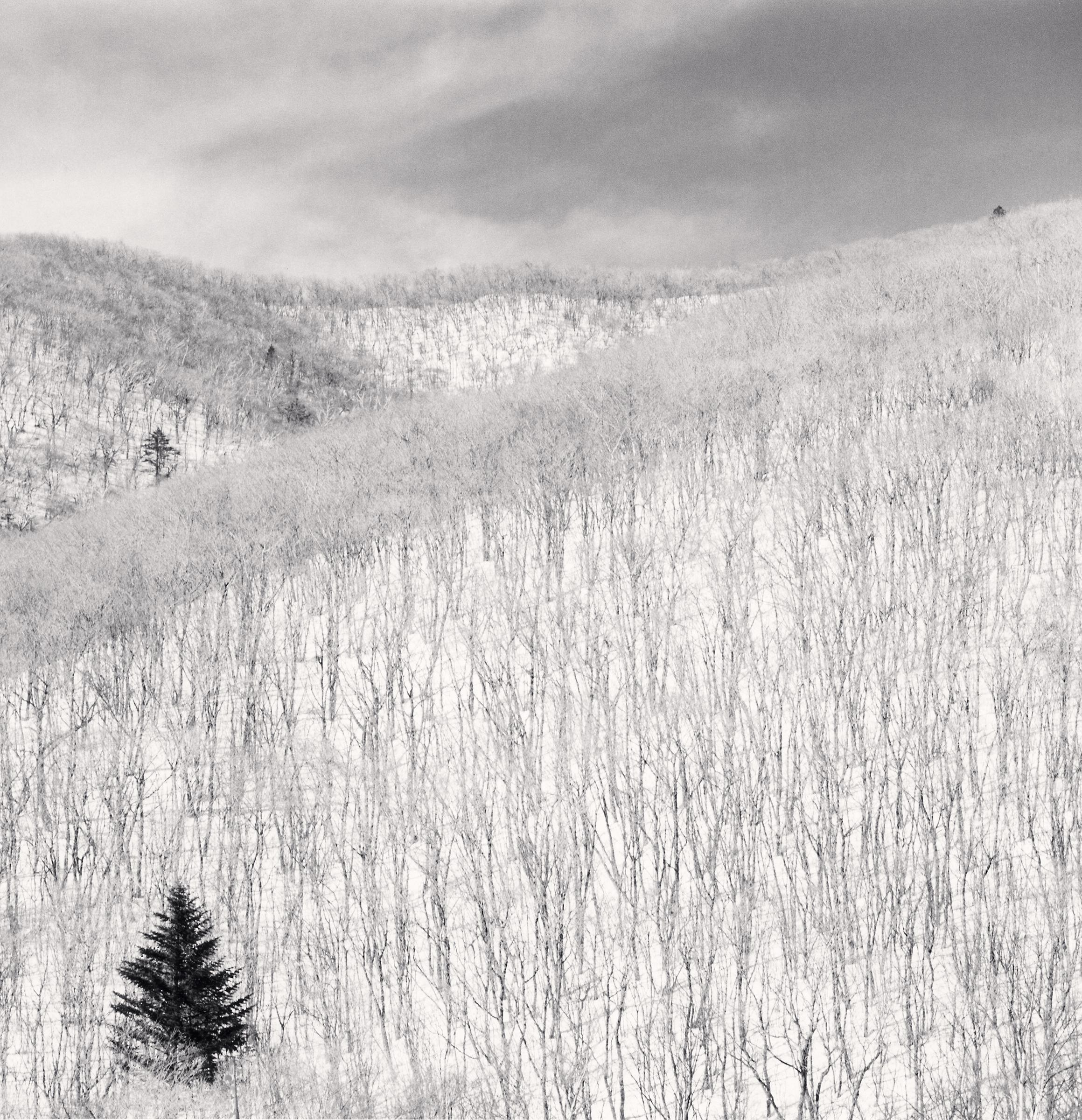 Snow Covered Hillside, Pyongchang, South Korea. 2012